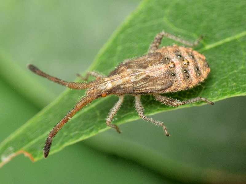 Coriomeris denticulatus (Scopoli, 1763)